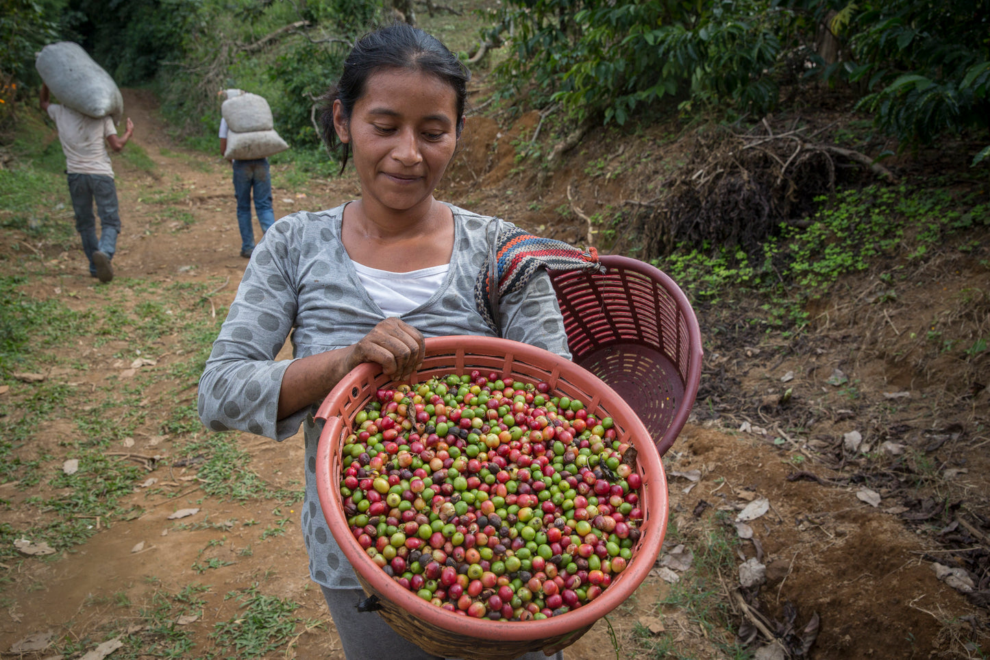 Mexican Chiapas Altura Vista